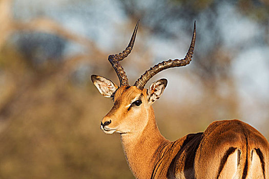 黑斑羚,雄性,奥卡万戈三角洲,莫雷米禁猎区,博茨瓦纳,非洲