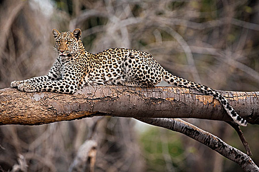 豹,乔贝国家公园,博茨瓦纳