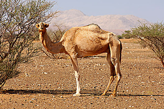 单峰骆驼,自然生境,半荒漠,阿曼苏丹国,中东