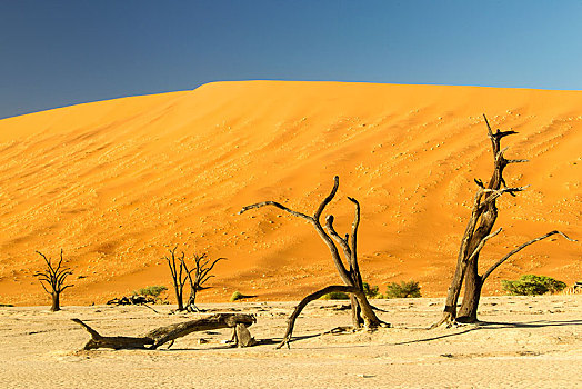 枯木,正面,沙丘,死亡谷,索苏维来地区,纳米比诺克陆夫国家公园,纳米布沙漠,纳米比亚,非洲