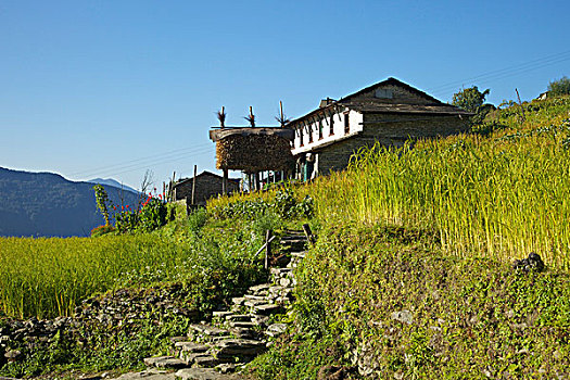 仰视,稻田,传统,农舍,跋涉,安娜普纳保护区,喜马拉雅山,尼泊尔