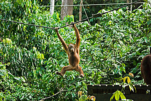 malaysia,borneo,sepilok,orangutan,in,the,rainforest