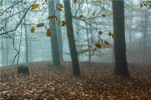 自然,秋天,雾状,树林
