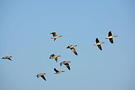 鹅,白额雁,飞行,自然保护区,北莱茵-威斯特伐利亚,德国,欧洲