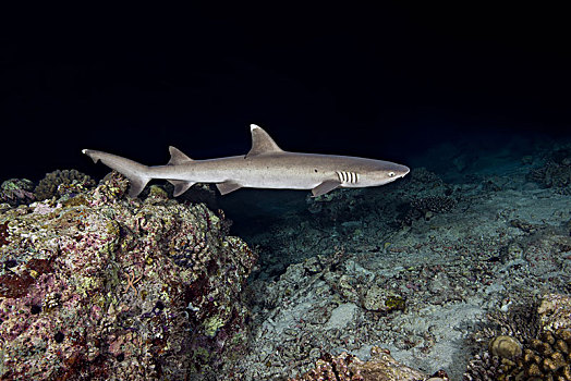 灰三齿鲨,鲎鲛,游动,上方,珊瑚礁,夜晚,印度洋,马尔代夫,亚洲