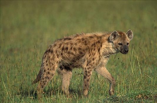 年轻,鬣狗,斑鬣狗,马赛马拉,肯尼亚