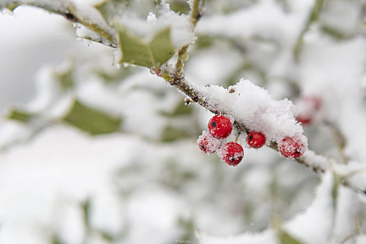 雪,红色野果