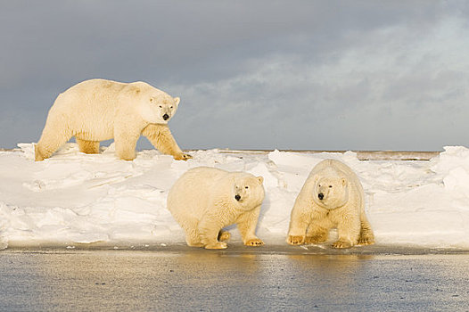 北极熊,母熊,两个,幼兽,走,冰冻,向上,岛屿,区域,北极圈,国家野生动植物保护区,阿拉斯加