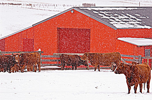 红色,雌性,幼兽,牛,区域,左边,户外,母牛,五月,谷仓,寒冷天气,向上,哺乳,一对,农场主,检查