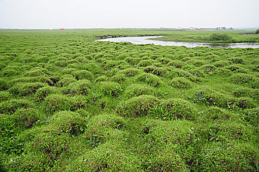 承德,坝上,草原,花海,原野,开阔,河流,植被,牧场