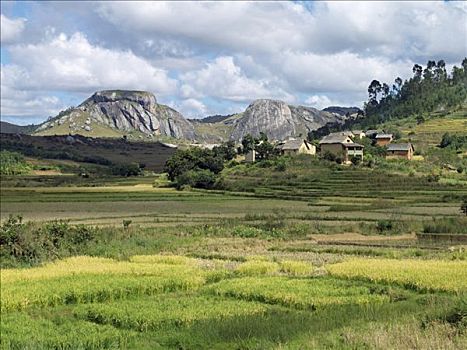 稻田,小村庄,靠近,马达加斯加