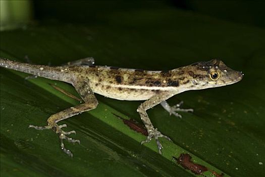 蜥蜴,雨林,哥斯达黎加,中美洲