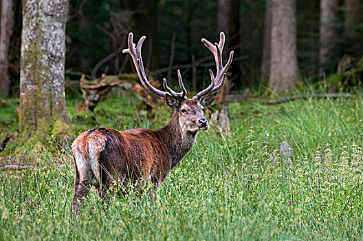 红色,鹿,杜鹿,巴伐利亚森林国家公园,巴伐利亚,德国,欧洲