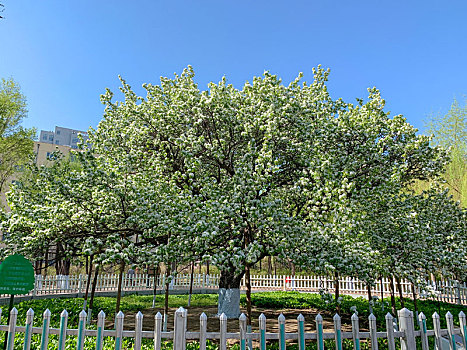 哈尔滨132岁的古梨树开花啦