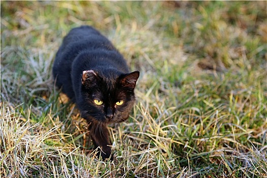 黑猫,鬼鬼祟祟,草丛