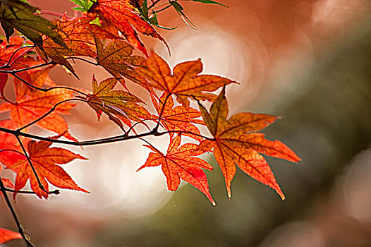 红色,鸡爪枫,叶子,秋天