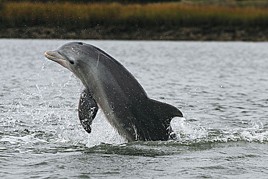 宽吻海豚,跳跃,南卡罗来纳