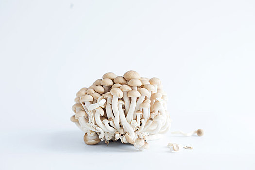 蟹味菇,菌菇,白色背景