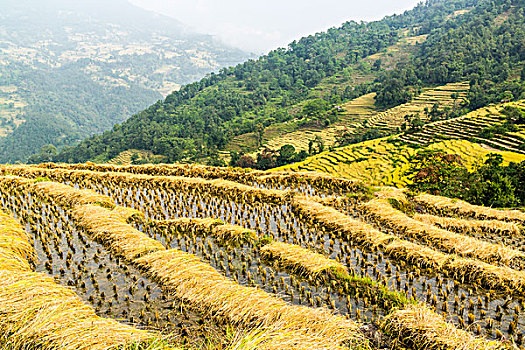 阶梯状,稻田,就绪,收获,南迪,山谷,尼泊尔,亚洲