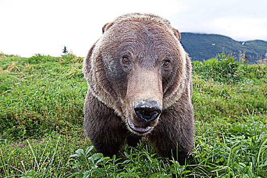 特写,广角,棕熊,阿拉斯加野生动物保护中心,阿拉斯加,夏天,俘获