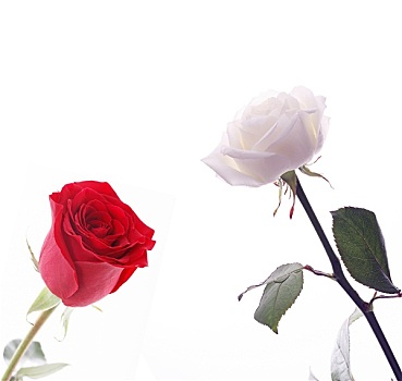 红玫瑰,白色蔷薇