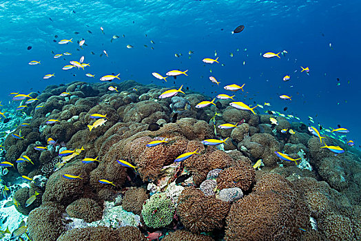 游动,上方,珊瑚,环礁,马尔代夫,亚洲