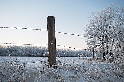 曼尼托巴,加拿大,刺铁丝网,雪地,冬天