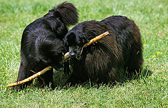 纽芬兰,狗,成年,站立,草,玩,块,木头