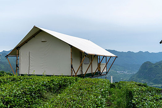 茶园帐篷酒店