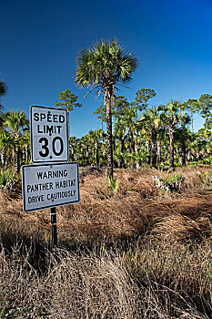 路标,树林,驾驶员,小心,防护,濒危,佛罗里达,那不勒斯,美国,北美