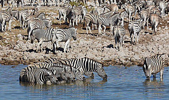 牧群,斑马,喝,水潭,埃托沙国家公园,纳米比亚