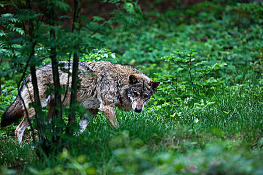 狼,户外,动物,围挡,巴伐利亚森林,巴伐利亚,德国,欧洲