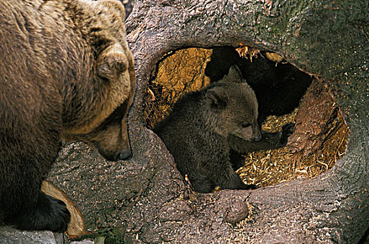 褐色,熊,雌性,幼兽,窝,入口