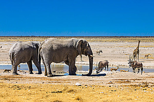 非洲,大象,南非大羚羊,长颈鹿,跳羚,水坑,埃托沙国家公园