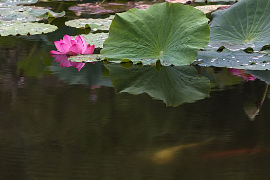 贺兰,山东