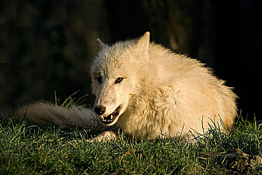 北极狼,狼,成年,卧,草地