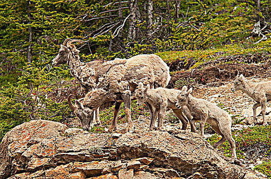 大角羊,羊羔,站立,石头,碧玉国家公园,艾伯塔省,加拿大