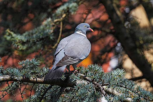 斑尾林鸽,石荷州,德国,欧洲
