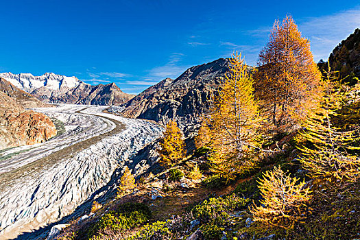 秋天,落叶松,冰河,少女峰,伯尔尼阿尔卑斯山,瑞士