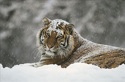 西伯利亚虎,东北虎,肖像,雪中,风暴,东北虎园,哈尔滨,中国