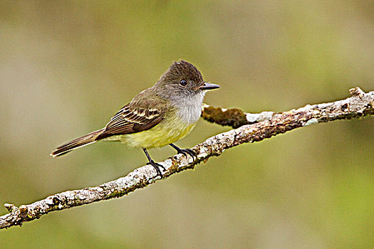 捕蝇鸟,栖息,枝条,靠近,河,亚马逊地区,厄瓜多尔