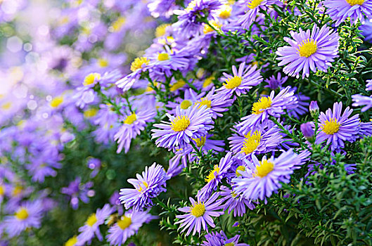 紫罗兰,紫苑属,花,上方,背景