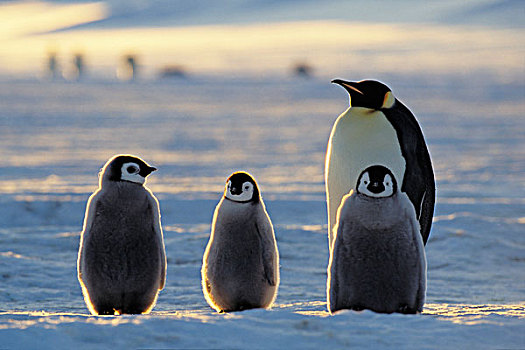 帝企鹅,企鹅,幼禽,冰,架子,威德尔海,南极