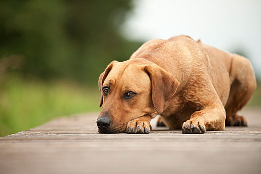 罗德西亚背脊犬,杂交品种,狗,躺着,码头,德国,欧洲