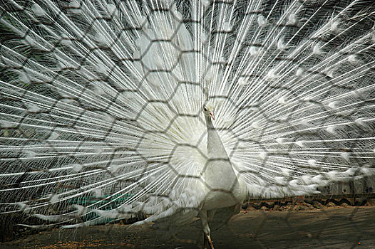 孔雀,展示,羽毛,动物园,孟加拉,五月,2008年