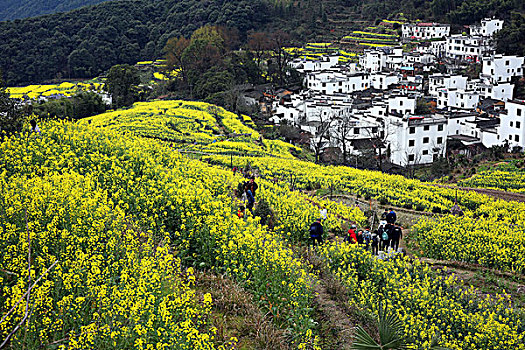 江西婺源江岭油菜花海