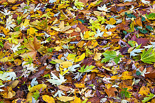 地毯,秋天,枫叶