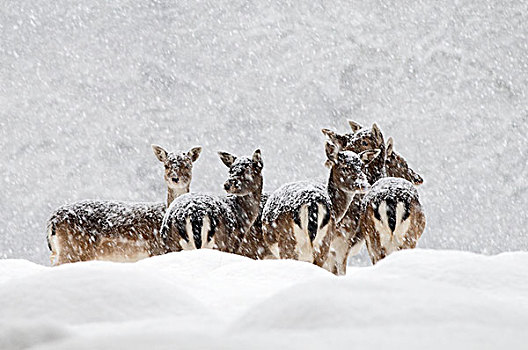 扁角鹿,黇鹿,女性,站立,雪中,下雪,弗里斯兰省,荷兰