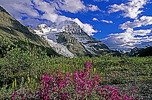 罗布森山,冰山,冰河,花,罗布森山省立公园,不列颠哥伦比亚省,加拿大