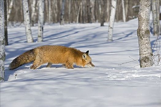 红狐,猎捕